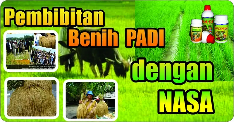 Membuat Benih Padi Nasa